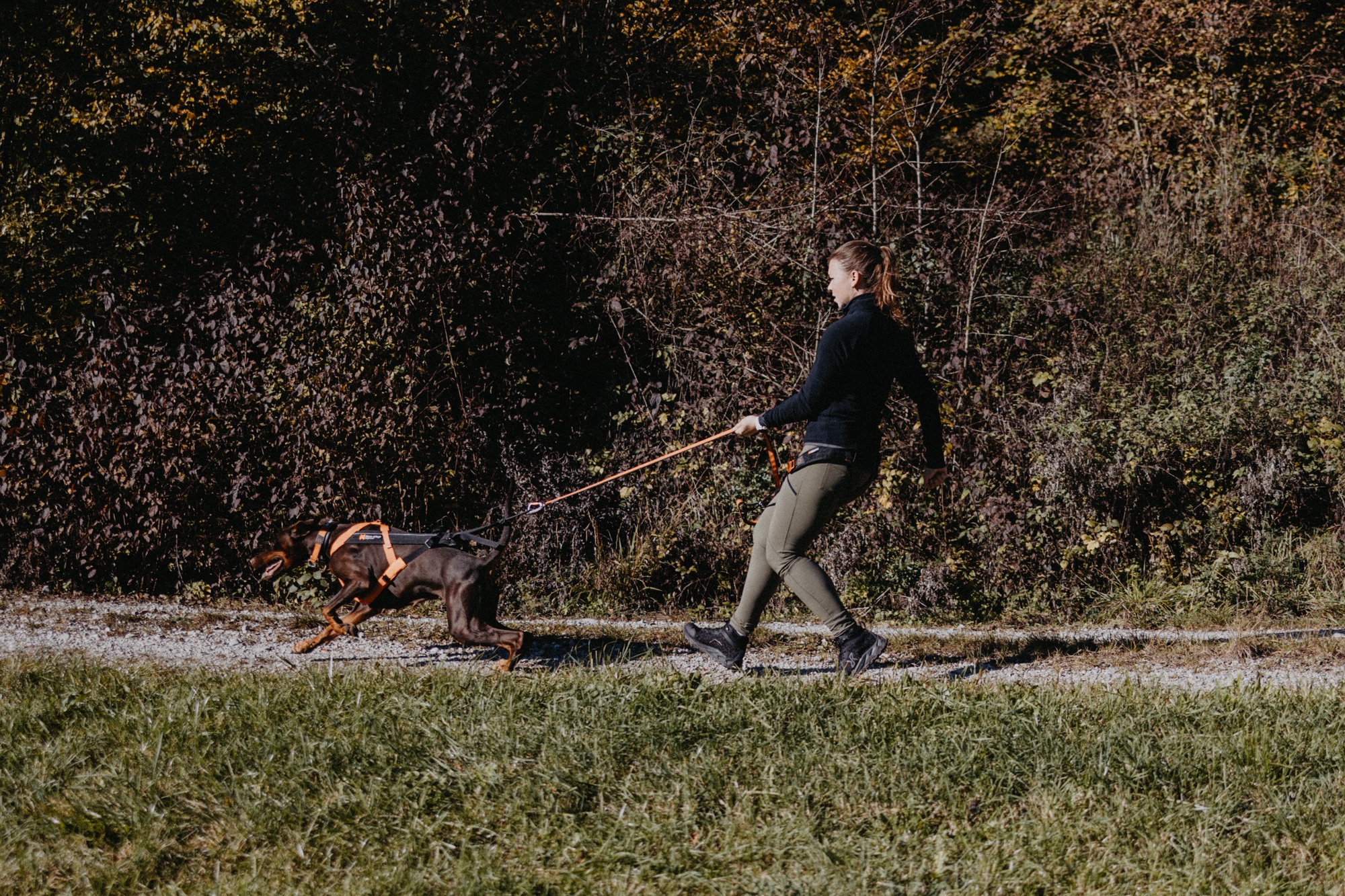 Krafttraining für Zughunde: So wird dein Hund stark und leistungsfähig 💪🐕