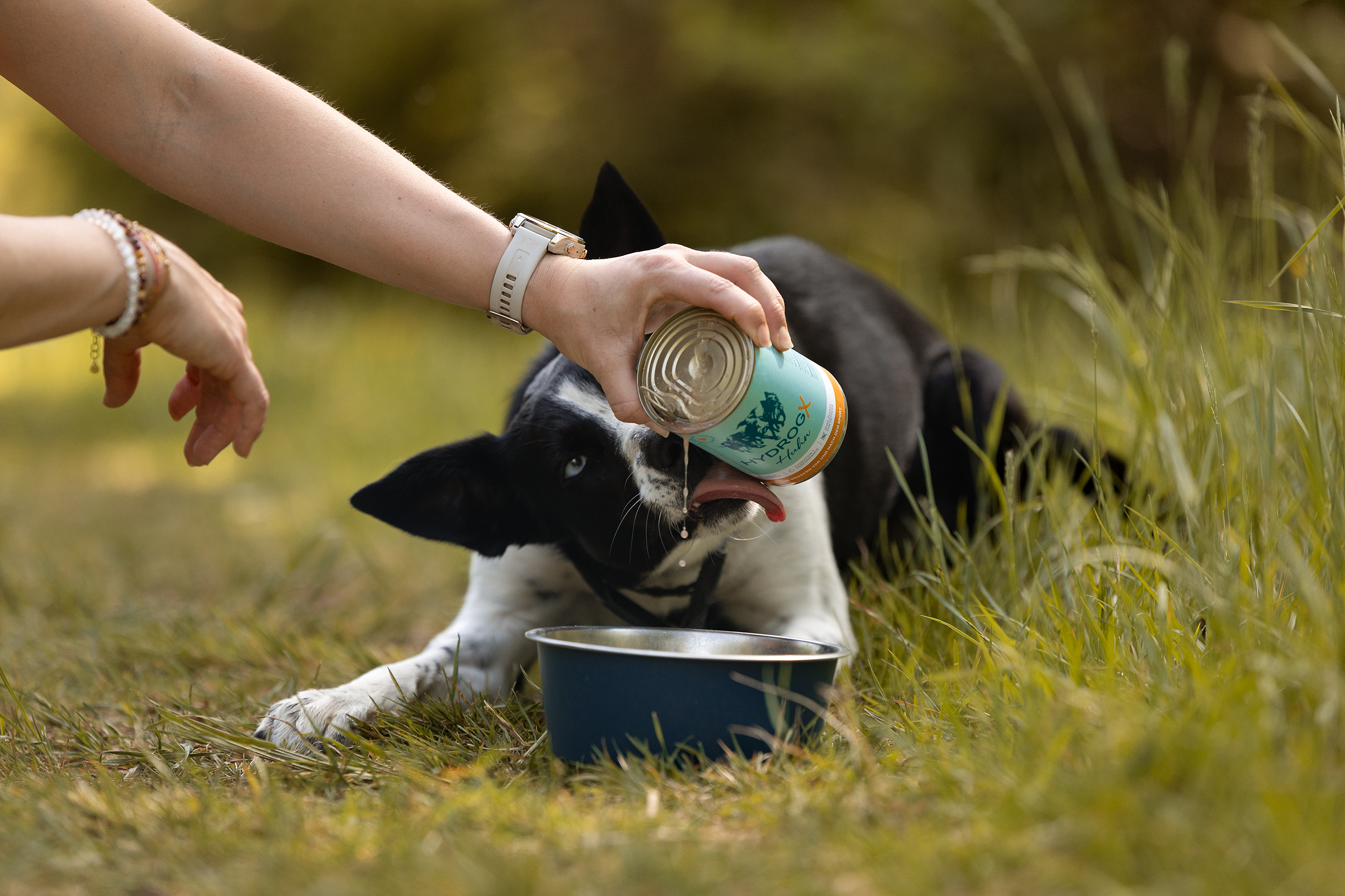 Hunde wässern