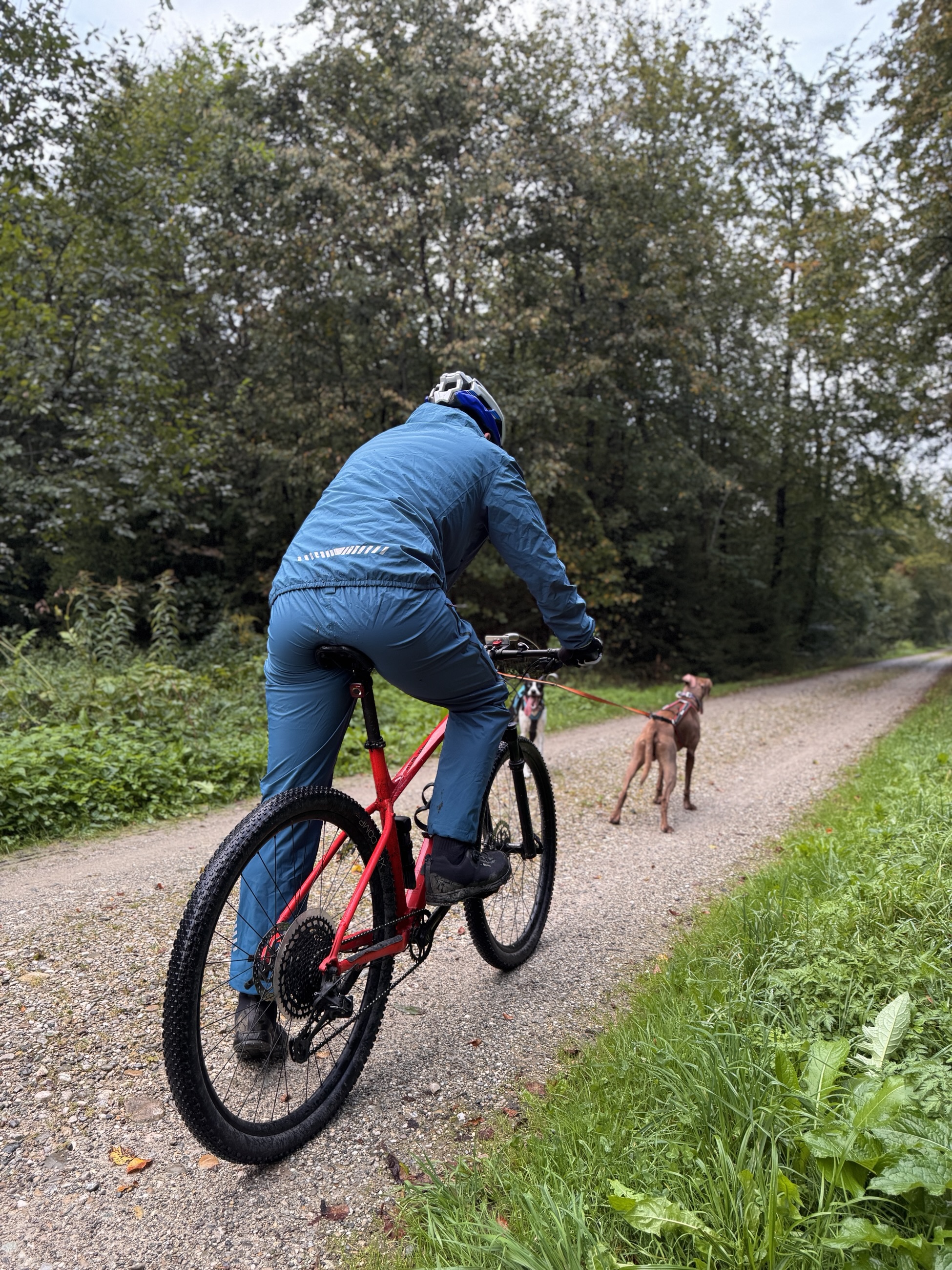Was ist Bikejöring oder Dogscootering?