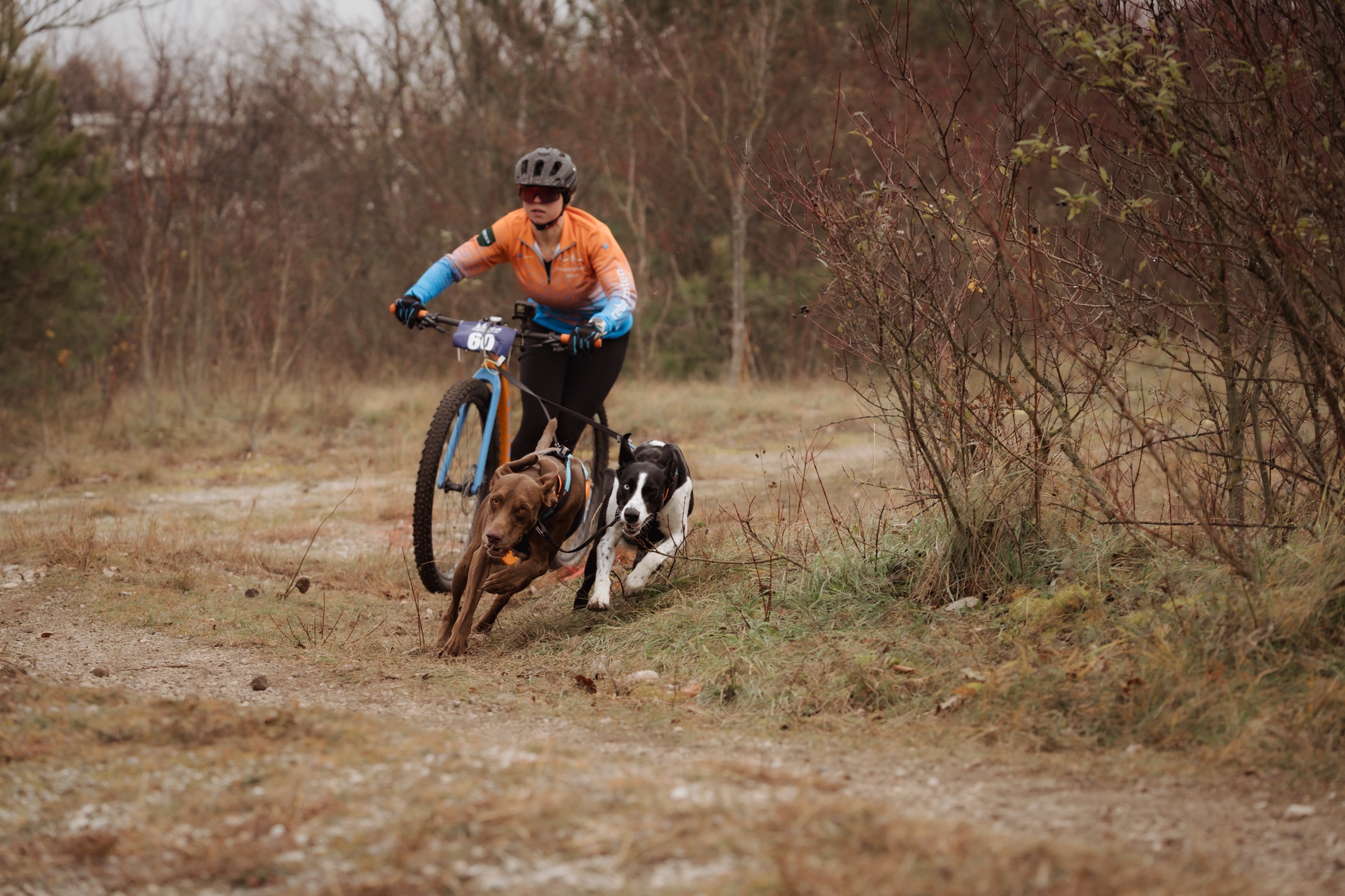 Gesund und Fit im Hundesport: Die besten Tipps für Training, Prävention und Verletzungsmanagement