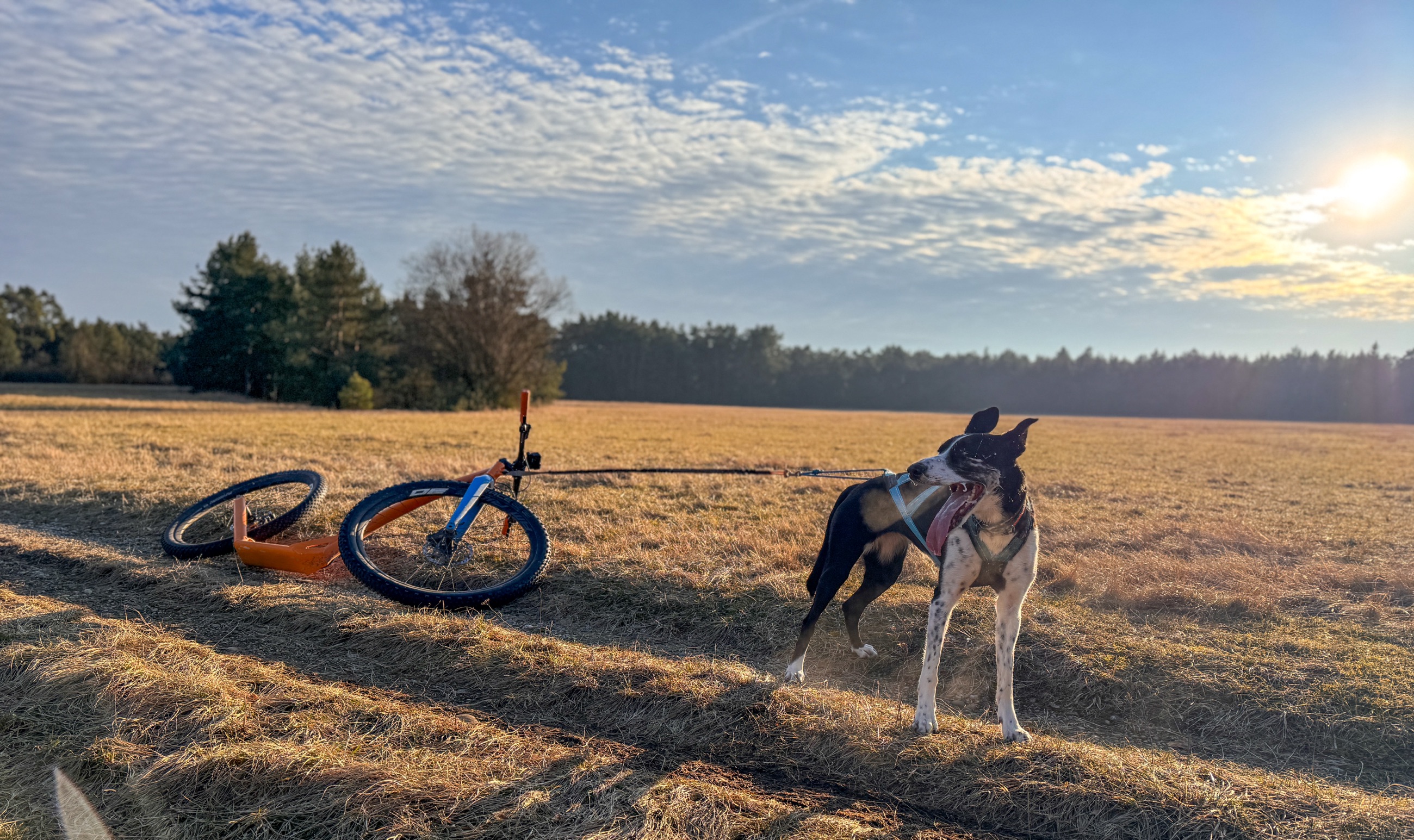 Stress im Zughundesport – So unterstützt du deinen Hund optimal 🐾