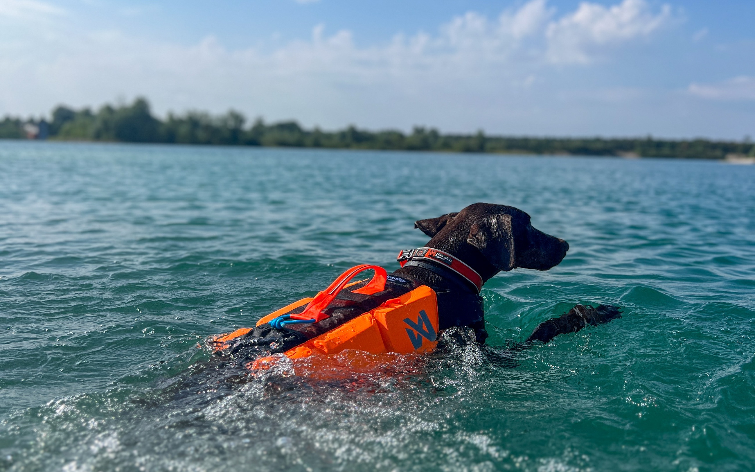 Ausdauertraining für Sporthunde